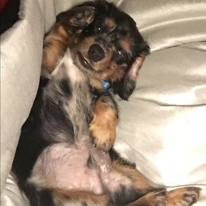 Meet your Posher, Chase